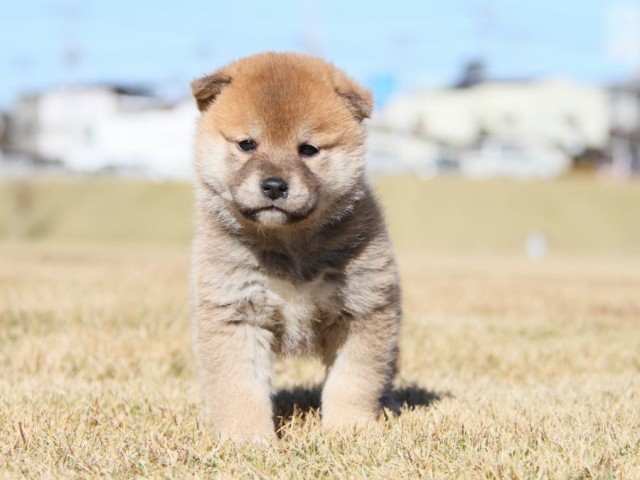 IMG_5557-shibainu-koinu