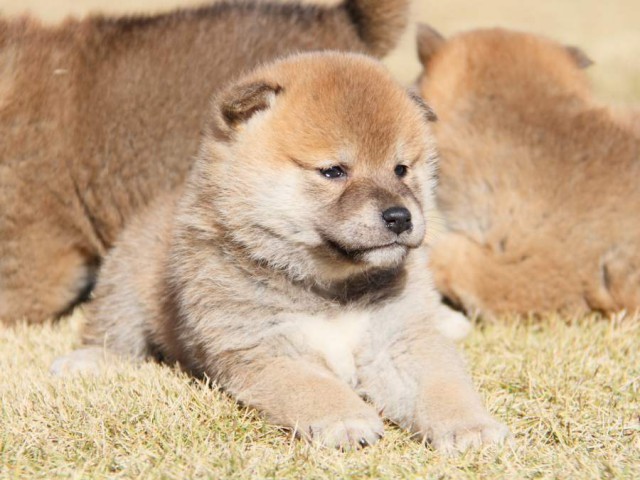 IMG_5568-shibainu-koinu