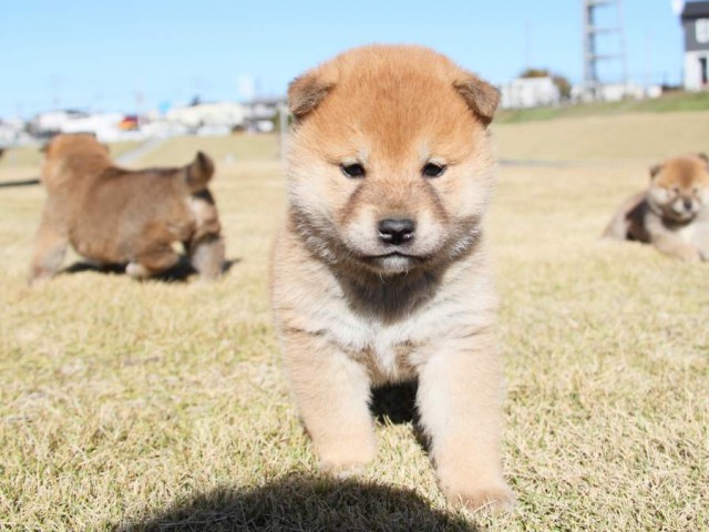 IMG_5571-shibainu-koinu