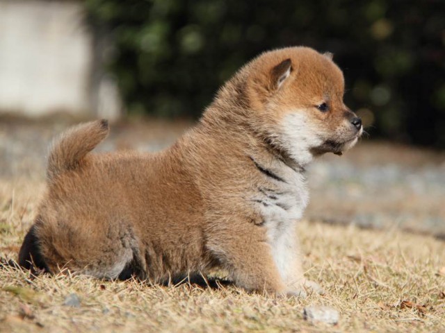 IMG_6772-shibainu-koinu