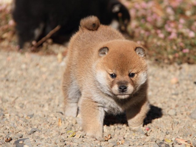 IMG_7017-shibainu-koinu