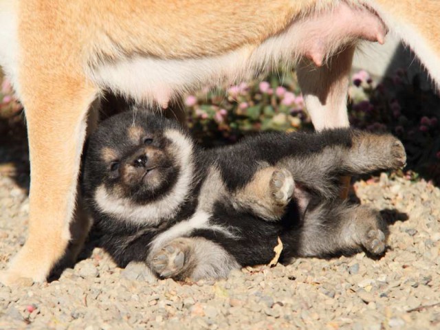 IMG_7043-shibainu-koinu