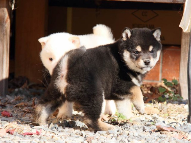 IMG_7343-shibainu-koinu