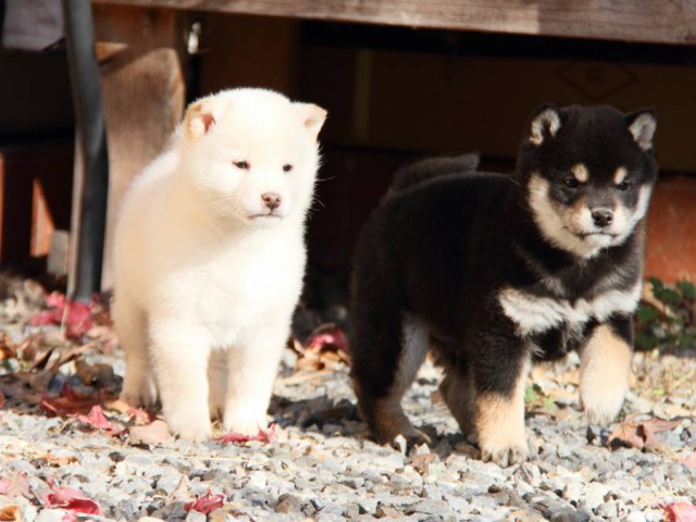 IMG_7351-shibainu-koinu