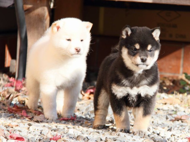 IMG_7356-shibainu-koinu