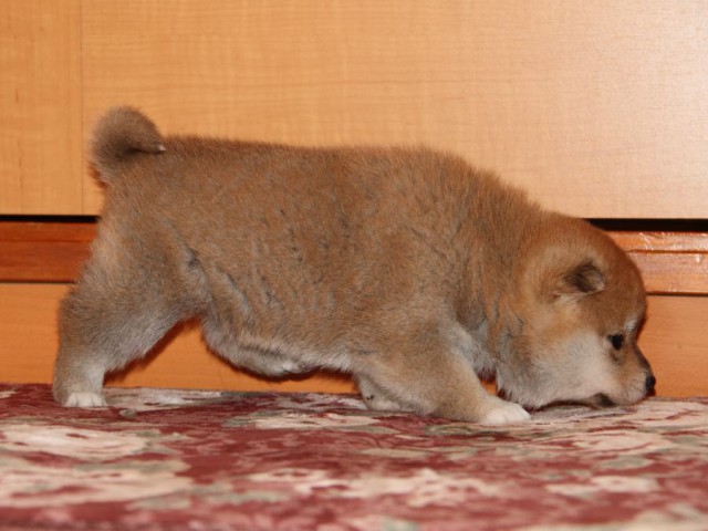 IMG_7524-shibainu-koinu