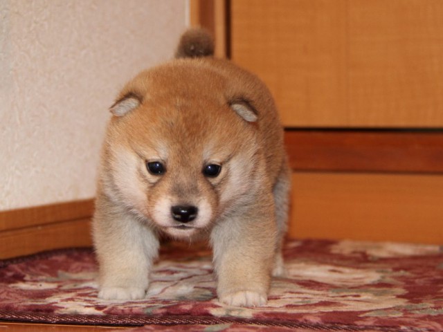 IMG_7534-shibainu-koinu