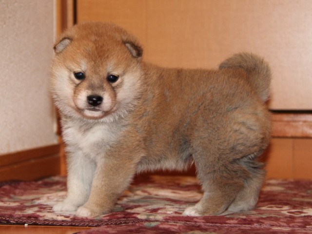 IMG_7538-shibainu-koinu