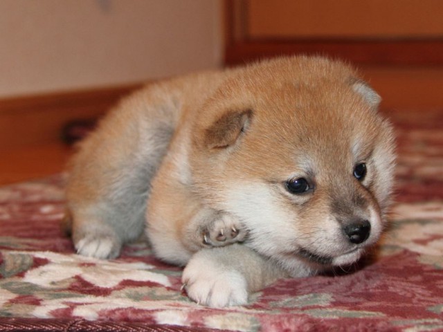 IMG_7573-shibainu-koinu