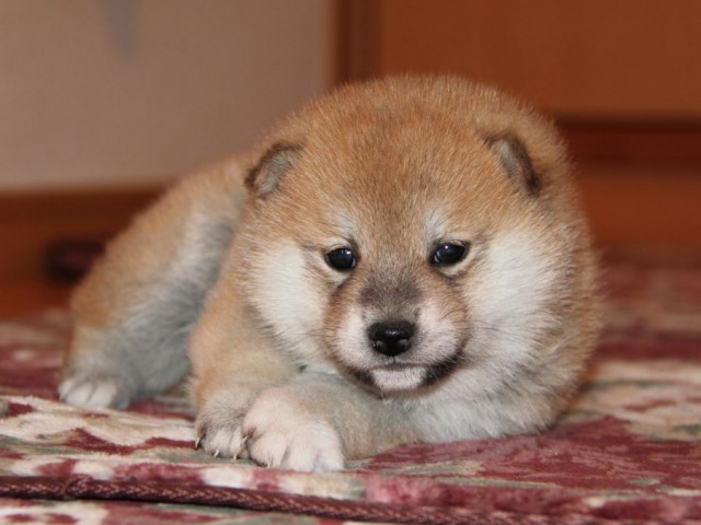 IMG_7578-shibainu-koinu