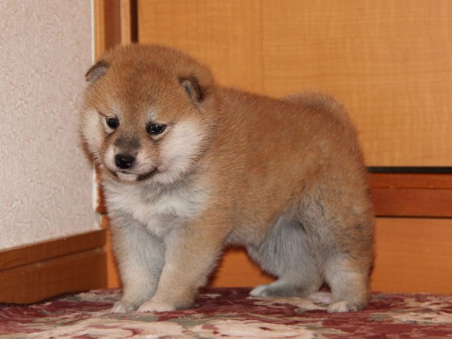 IMG_7589-shibainu-koinu