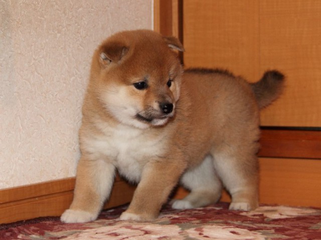 IMG_7683-shibainu-koinu