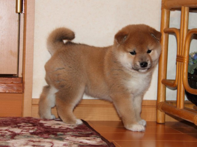 IMG_7685-shibainu-koinu