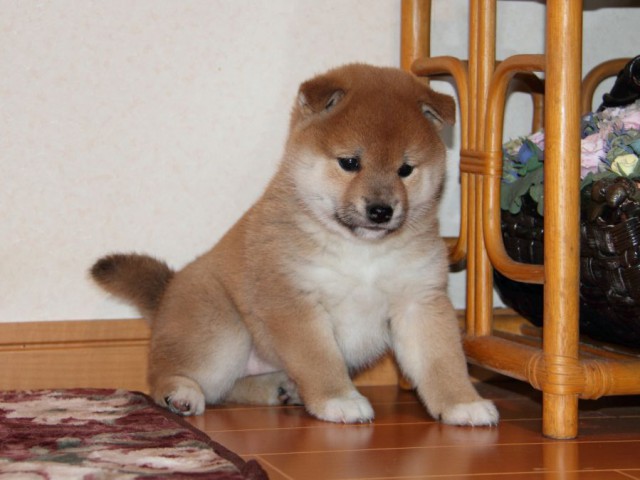 IMG_7688-shibainu-koinu