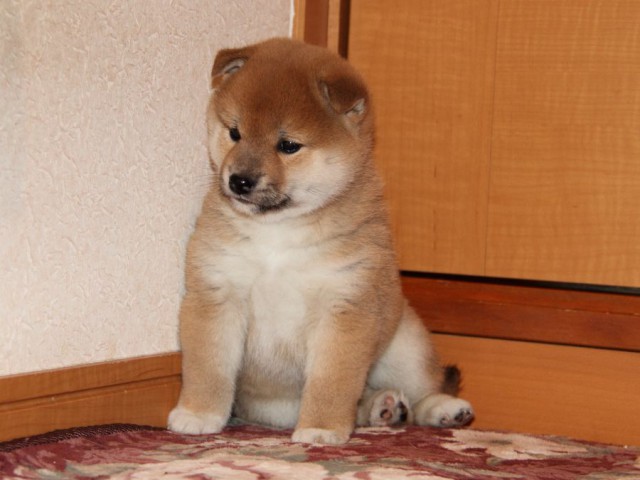 IMG_7690-shibainu-koinu