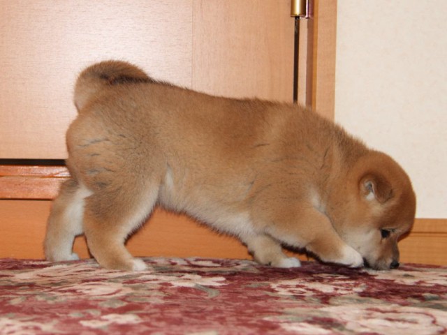 IMG_7698-shibainu-koinu