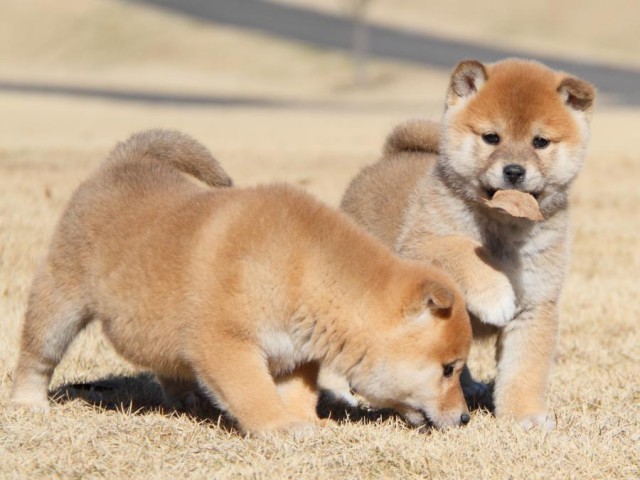 IMG_7725-shibainu-koinu