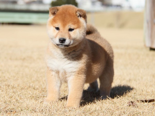 IMG_7860-shibainu-koinu