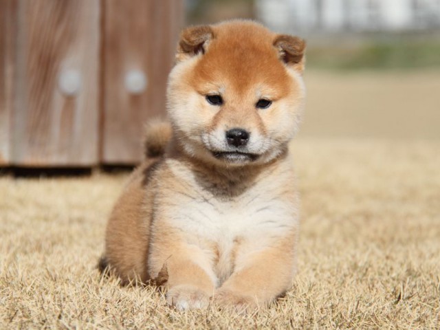 IMG_7928-shibainu-koinu