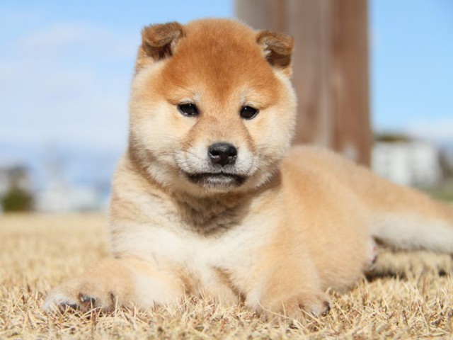 IMG_7941-shibainu-koinu