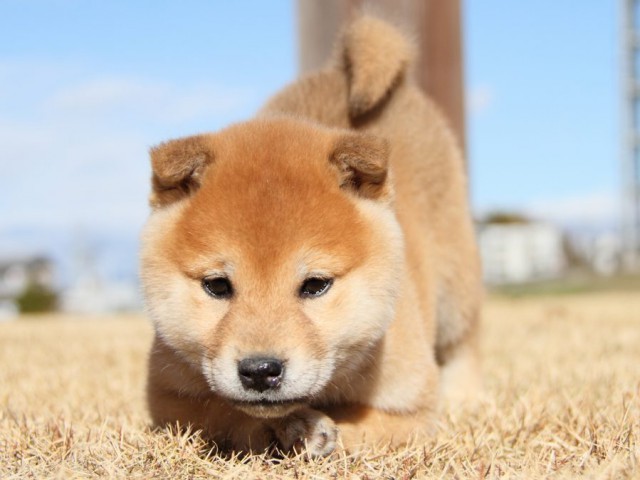 IMG_7947-shibainu-koinu