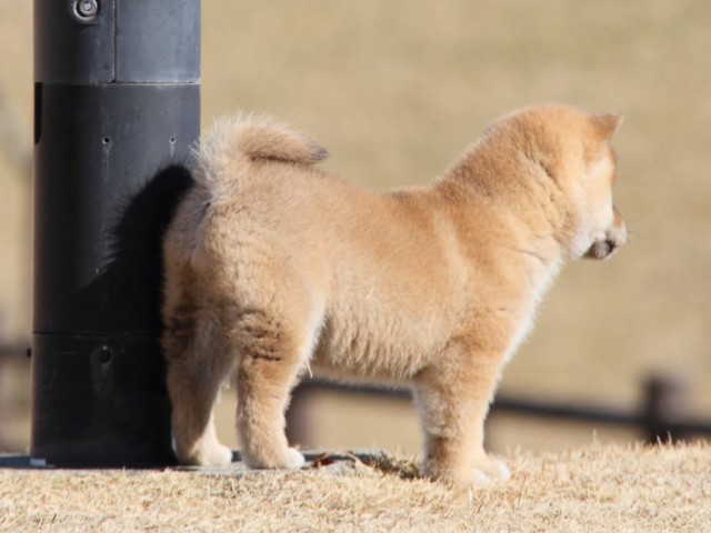 IMG_7952-shibainu-koinu