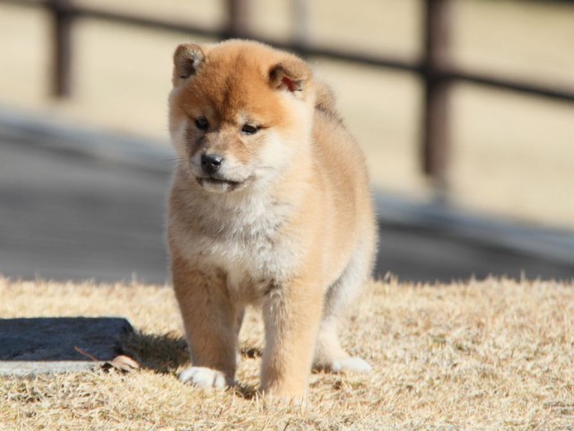 IMG_7964-shibainu-koinu