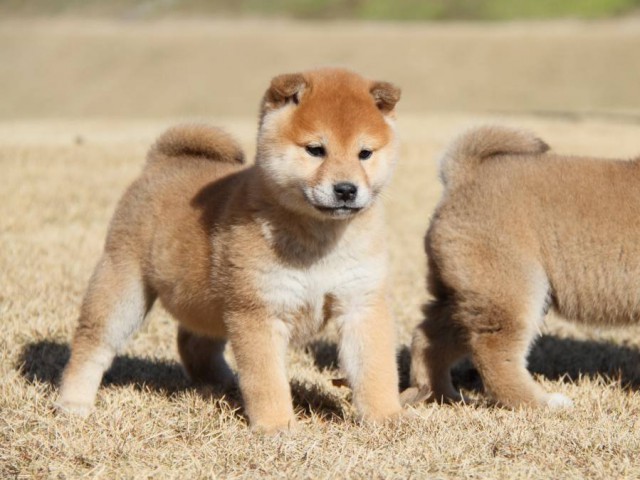 IMG_8004-shibainu-koinu