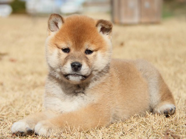 IMG_8039-shibainu-koinu