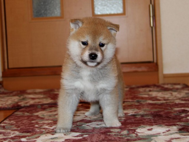 IMG_8810-shibainu-koinu