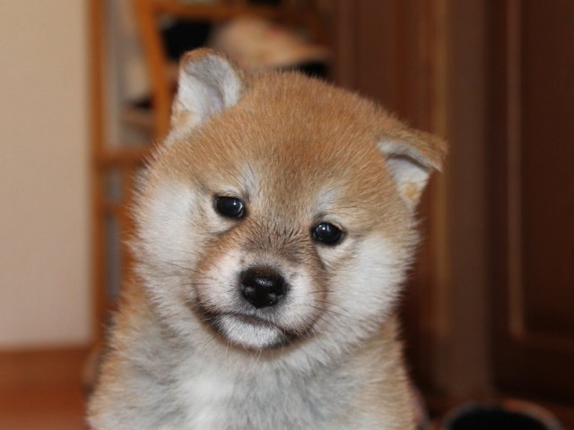 IMG_8822-shibainu-koinu