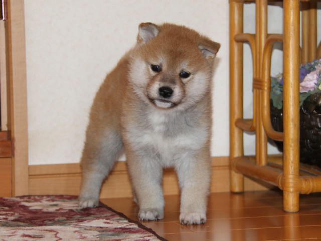 IMG_8856-shibainu-koinu