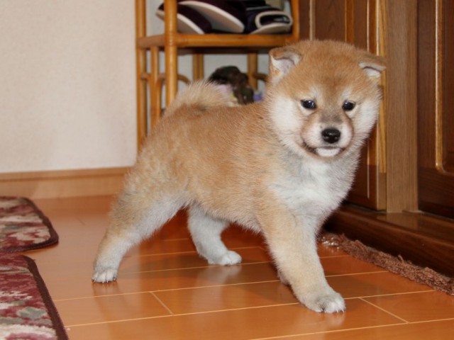 IMG_8859-shibainu-koinu