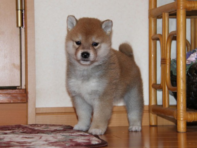 IMG_8896-shibainu-koinu