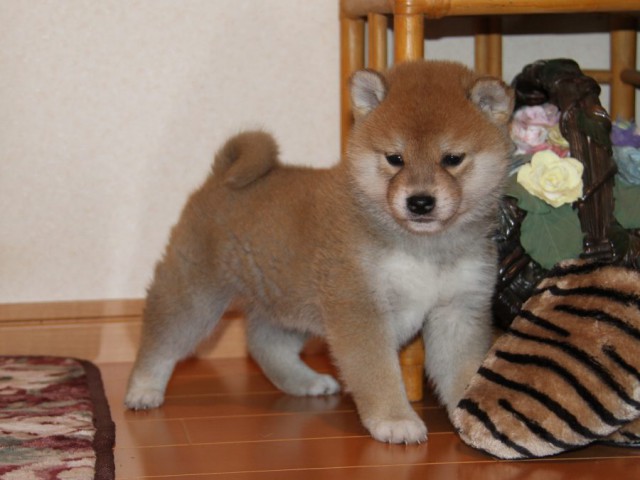 IMG_8912-shibainu-koinu