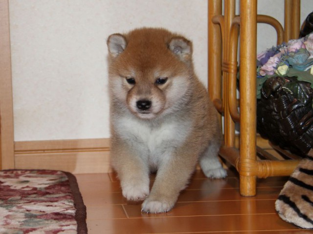 IMG_8914-shibainu-koinu