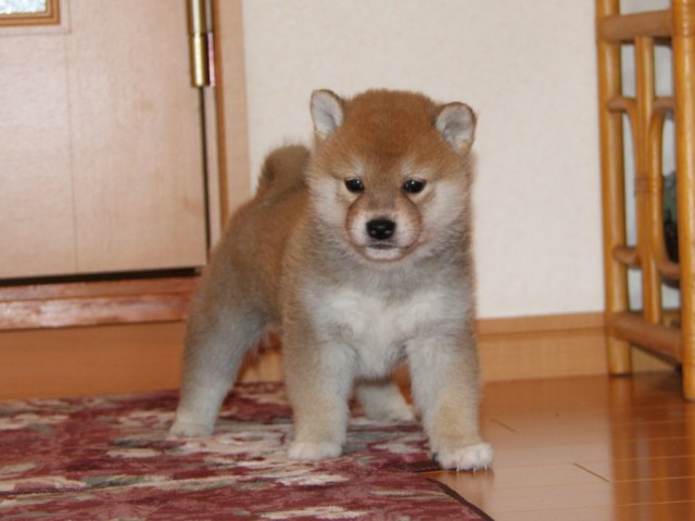 IMG_8946-shibainu-koinu