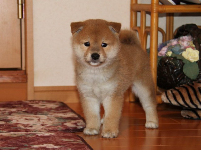 IMG_8956-shibainu-koinu