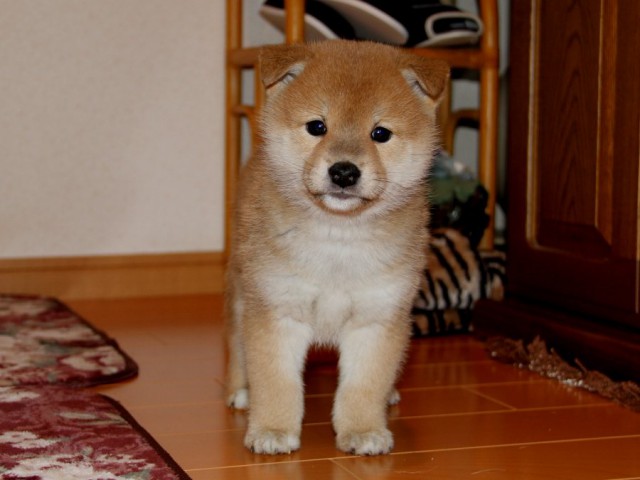 IMG_9014-shibainu-koinu