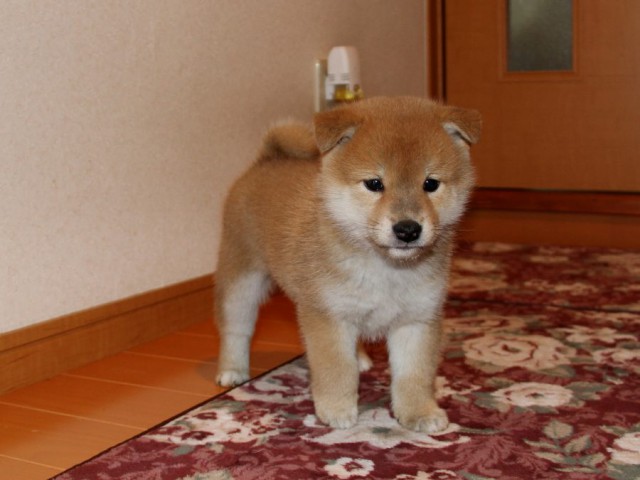 IMG_9026-shibainu-koinu