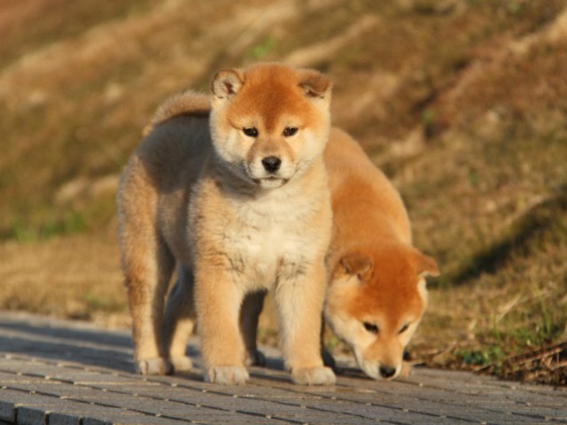 IMG_9285-shibainu-koinu