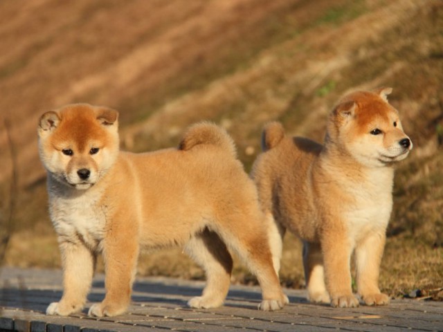 IMG_9290-shibainu-koinu