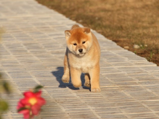 IMG_9328-shibainu-koinu