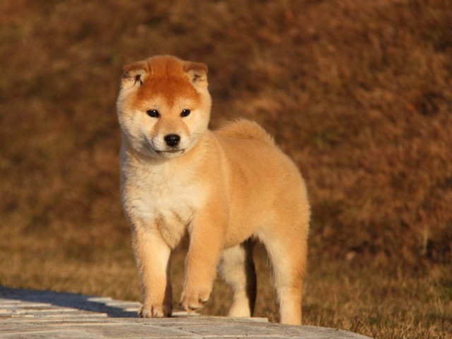 IMG_9539-shibainu-koinu