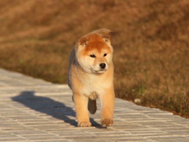 IMG_9595-shibainu-koinu