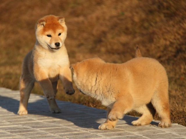 IMG_9602-shibainu-koinu