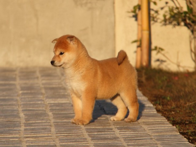 IMG_9640-shibainu-koinu