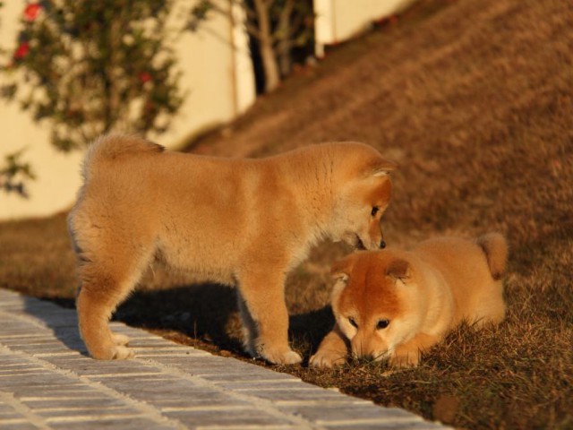 IMG_9672-shibainu-koinu