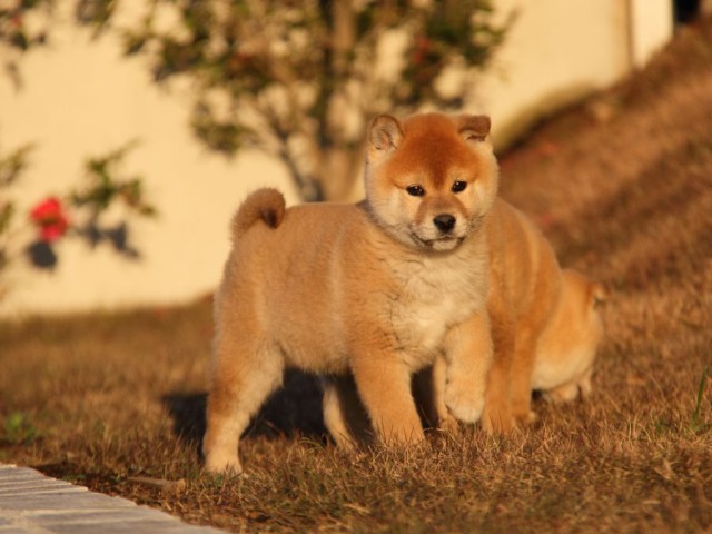 IMG_9697-shibainu-koinu