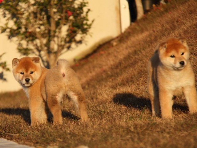 IMG_9707-shibainu-koinu